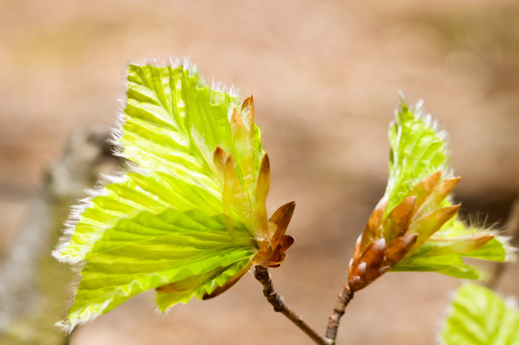 feuilles hêtre