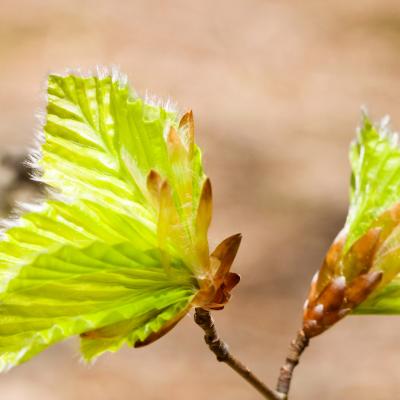 feuilles hêtre