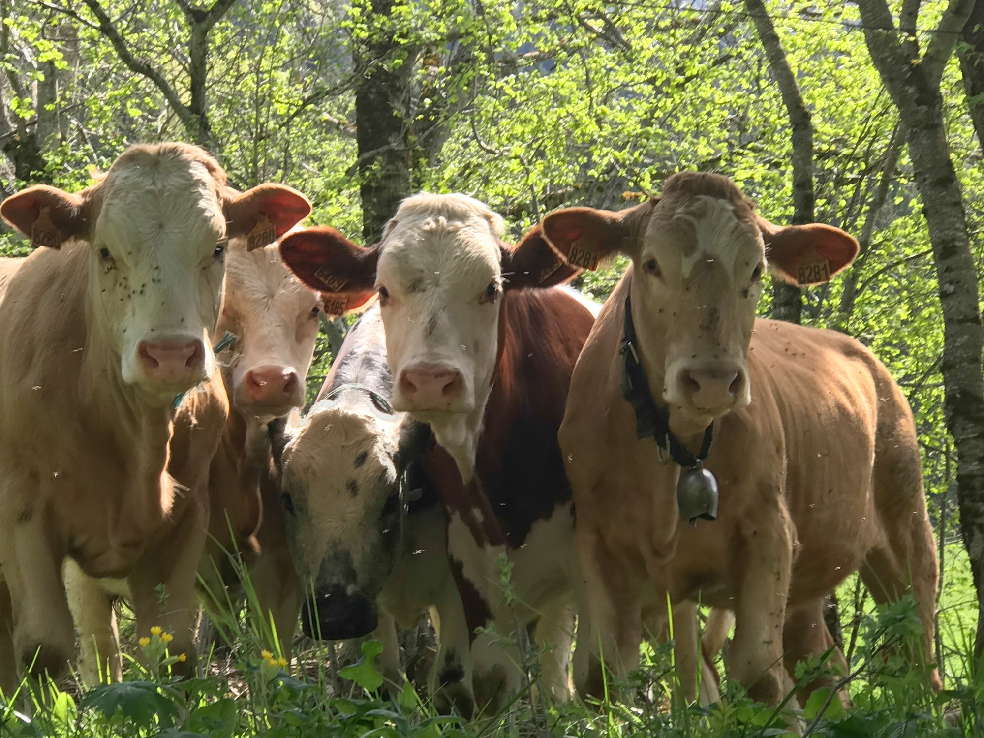 génisses au pré à rencurel