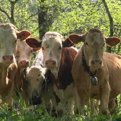 génisses au pré à rencurel