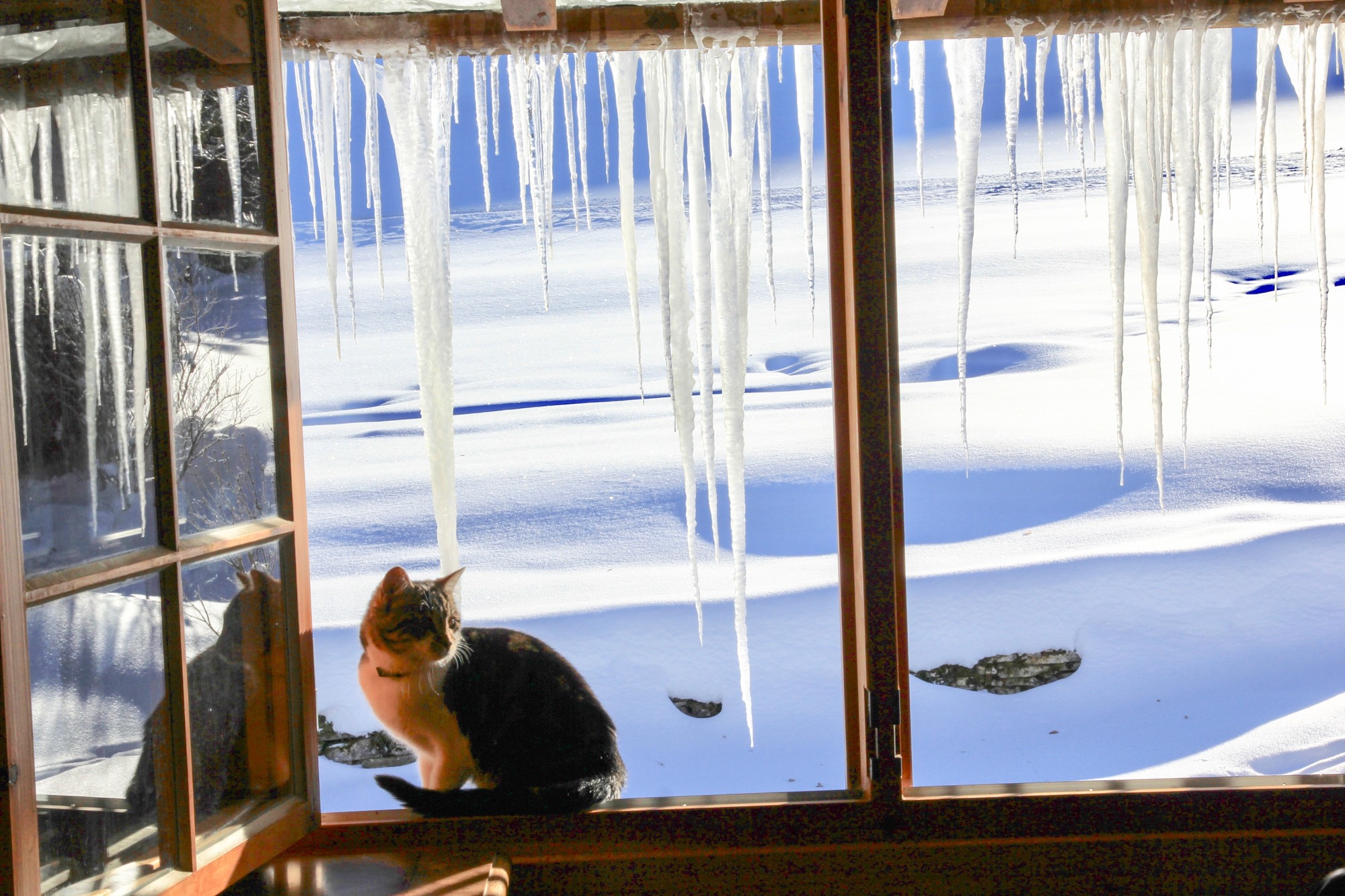 glaçons dehors chat dedans 