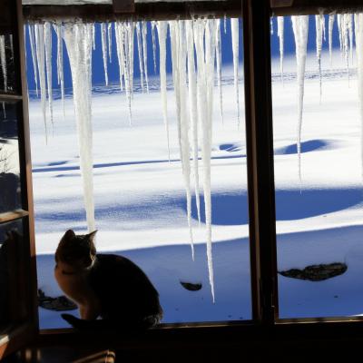 Mob glac ons et chat