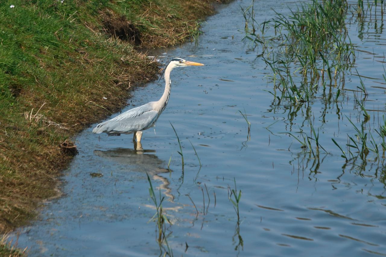 il côtoyait une rivière