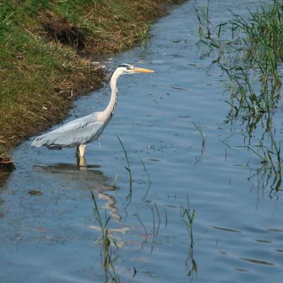 il côtoyait une rivière