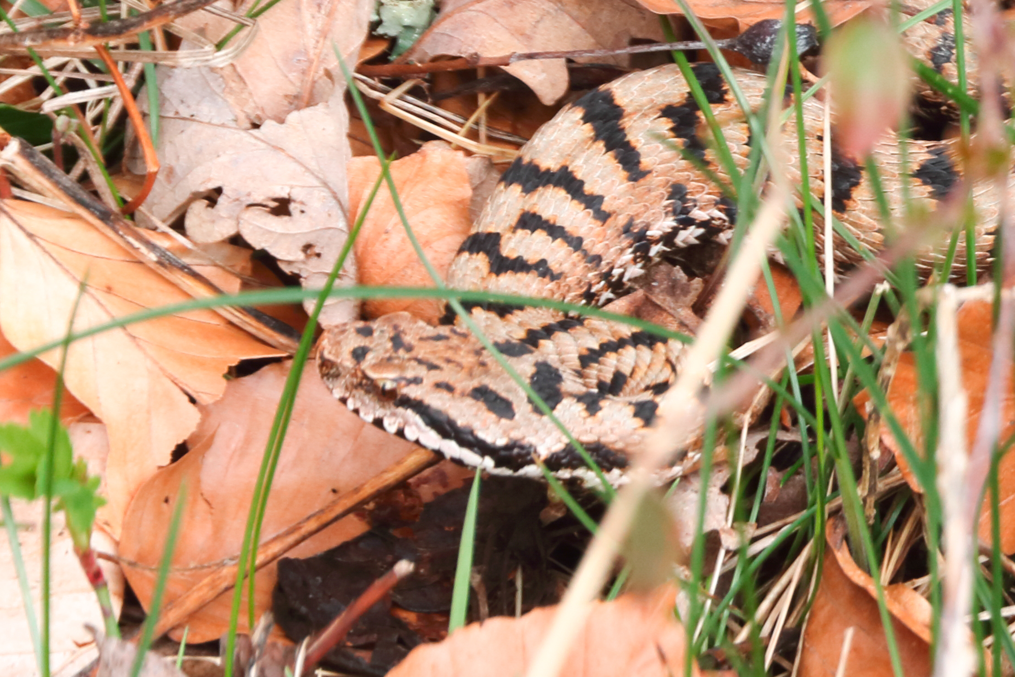 MOB serpent dans mon jardin