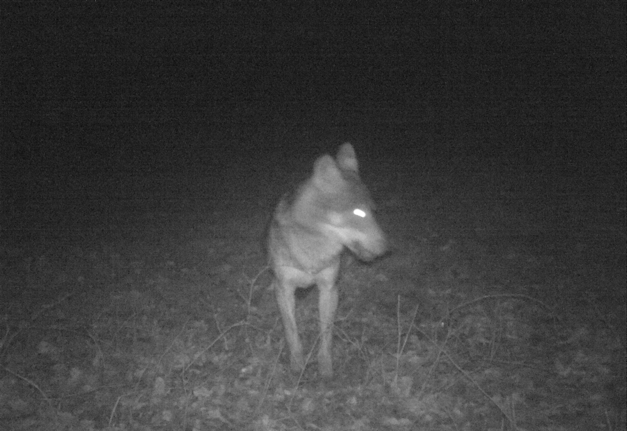 loup dans mon pré