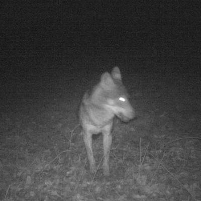 loup dans mon pré