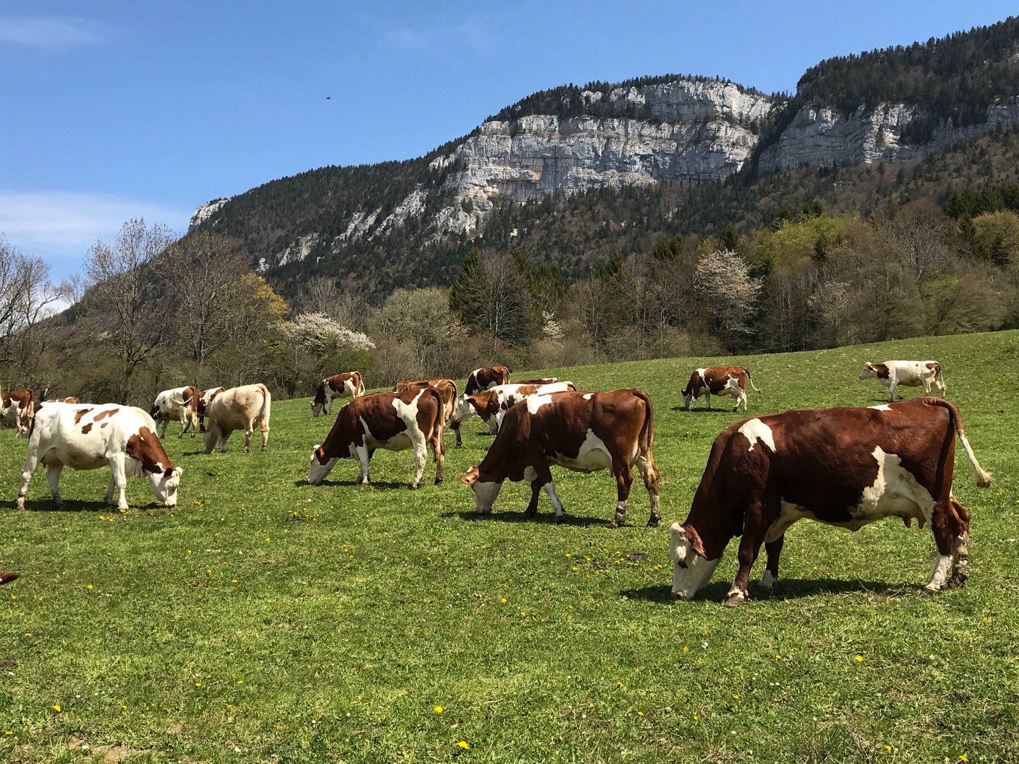 vaches au château