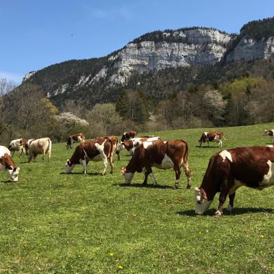 vaches au château