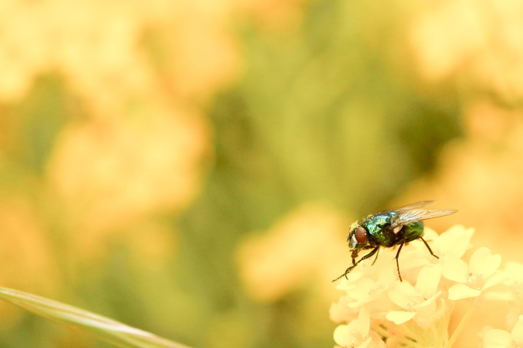 Mouche bleue