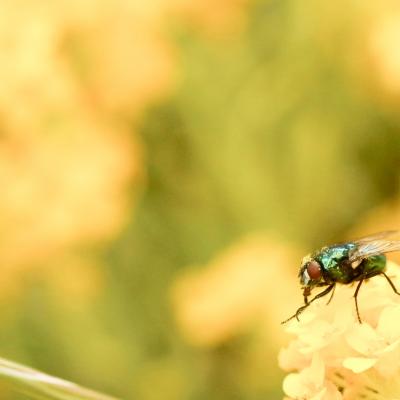 Mouche bleue