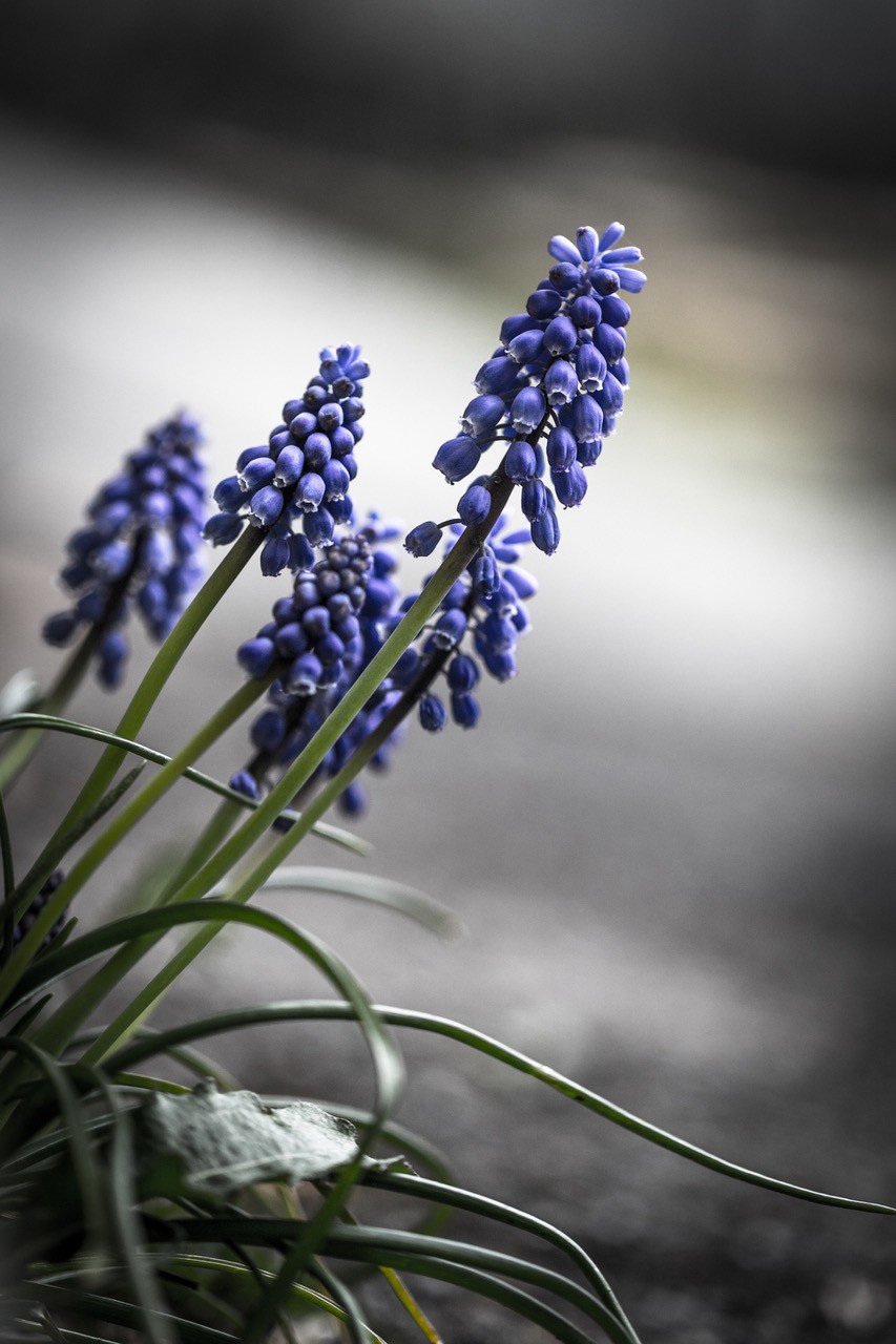 Muscari