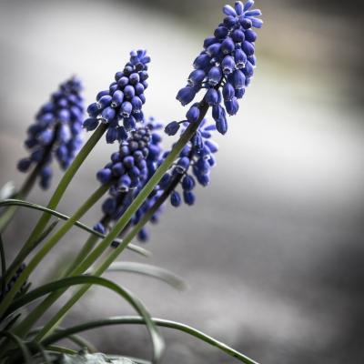 Muscari