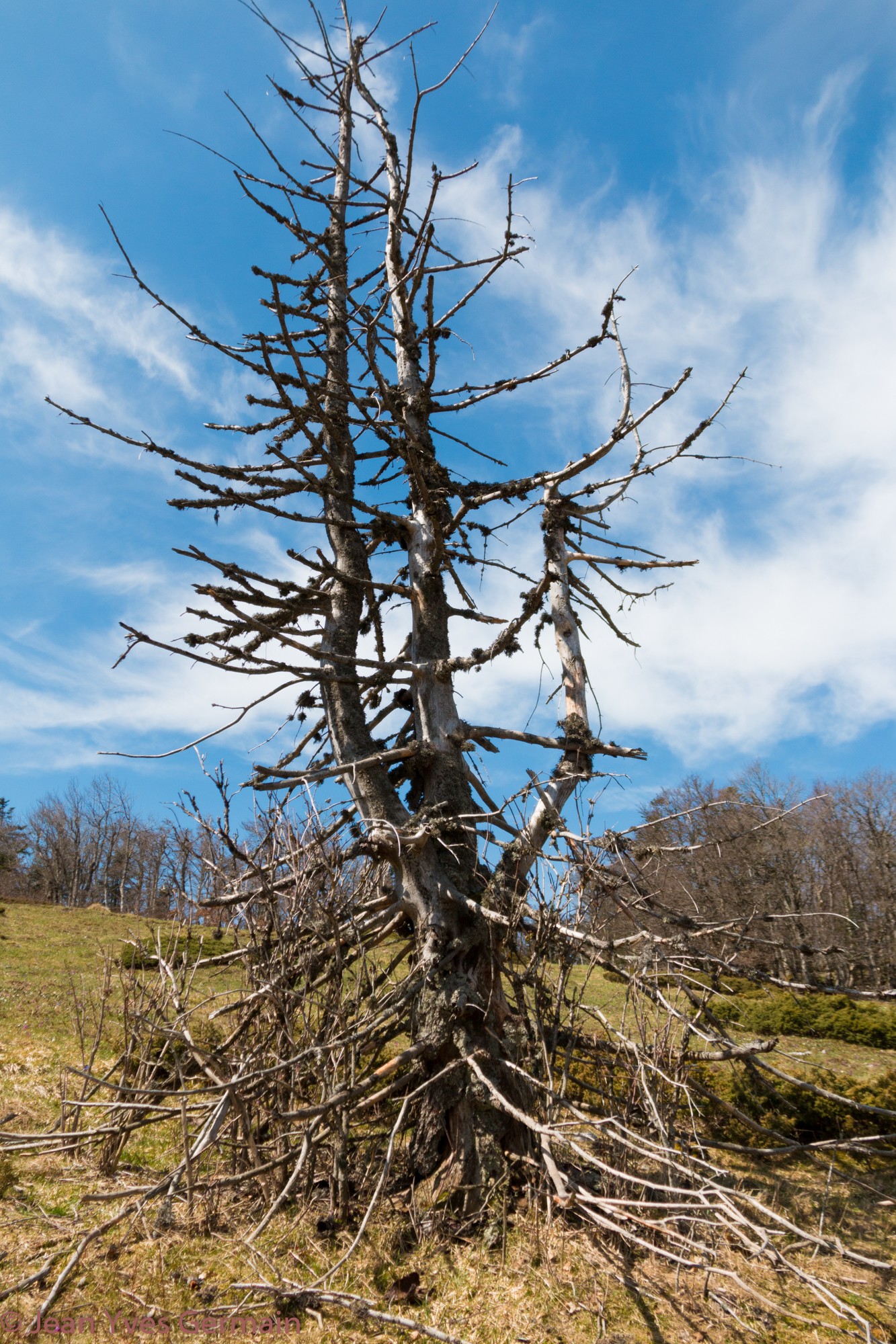 N44 917447 e5 341830 alt1409m arbre mort derbenouse