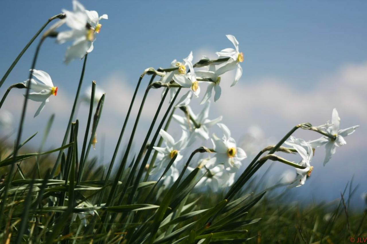 narcisses du Montuet