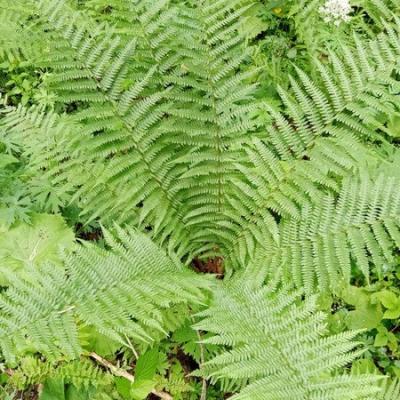 Odile b fougere redimensionner