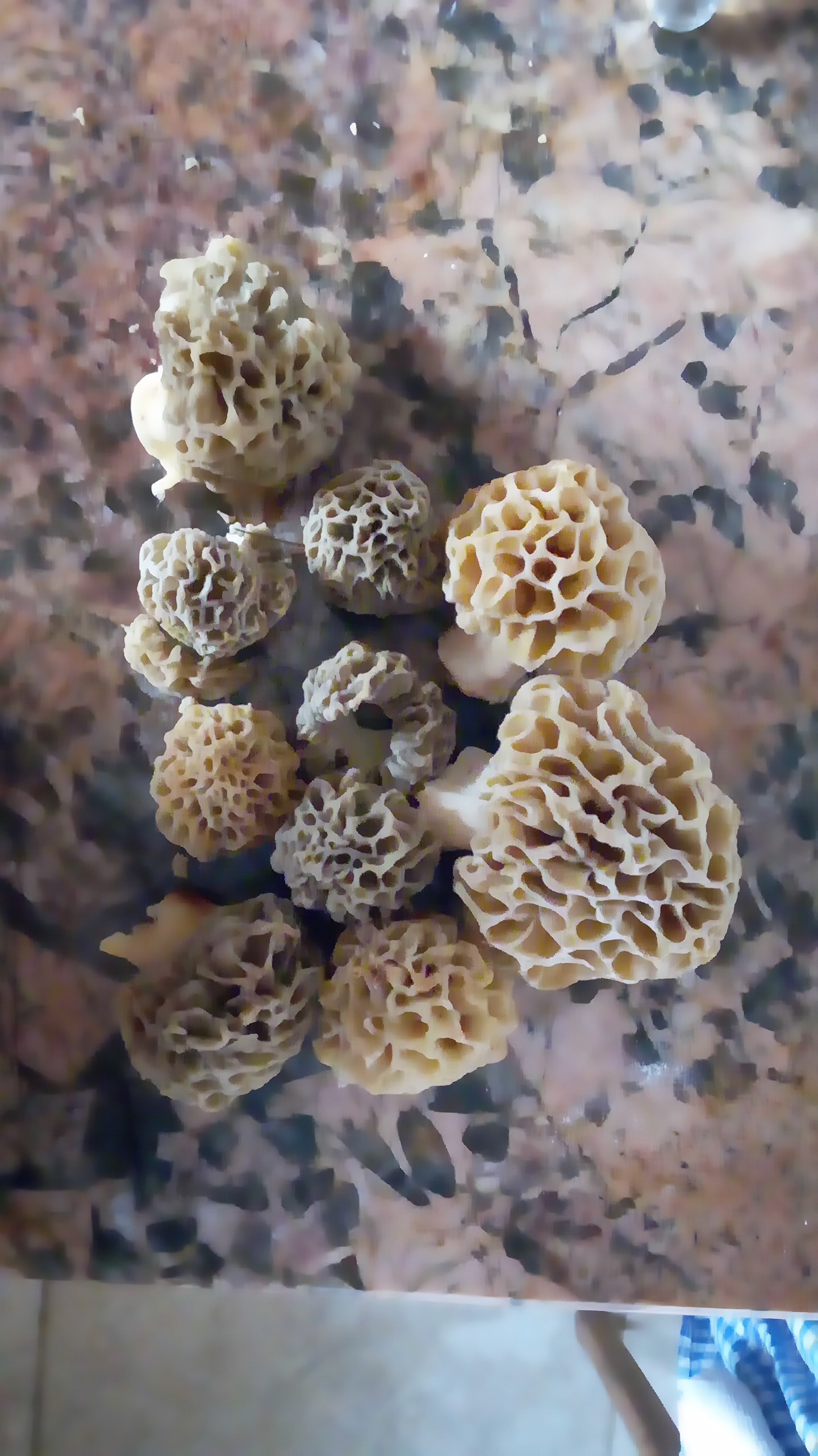 morilles confinées