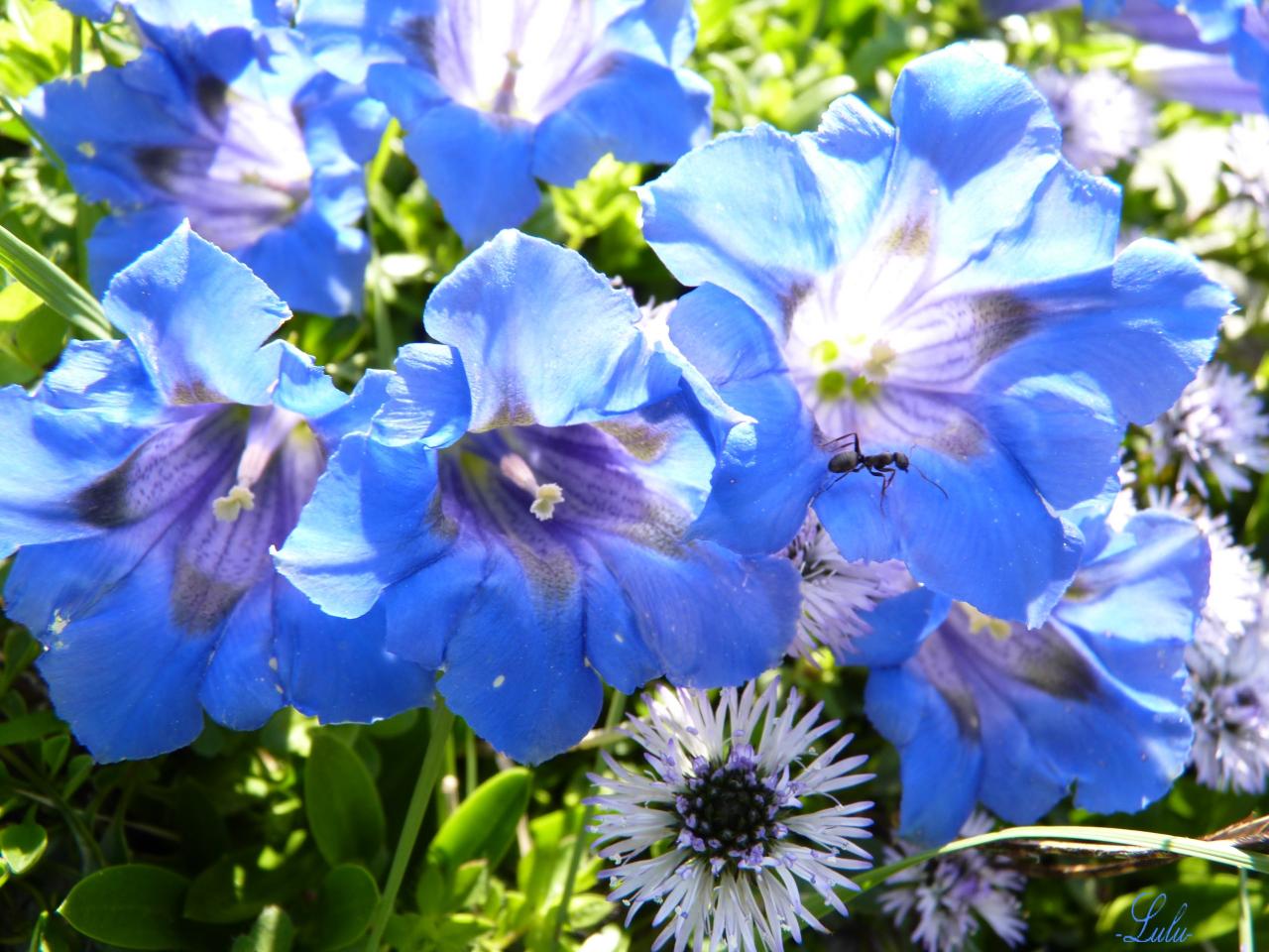 P'tite fourmi bleue dans une gentiane