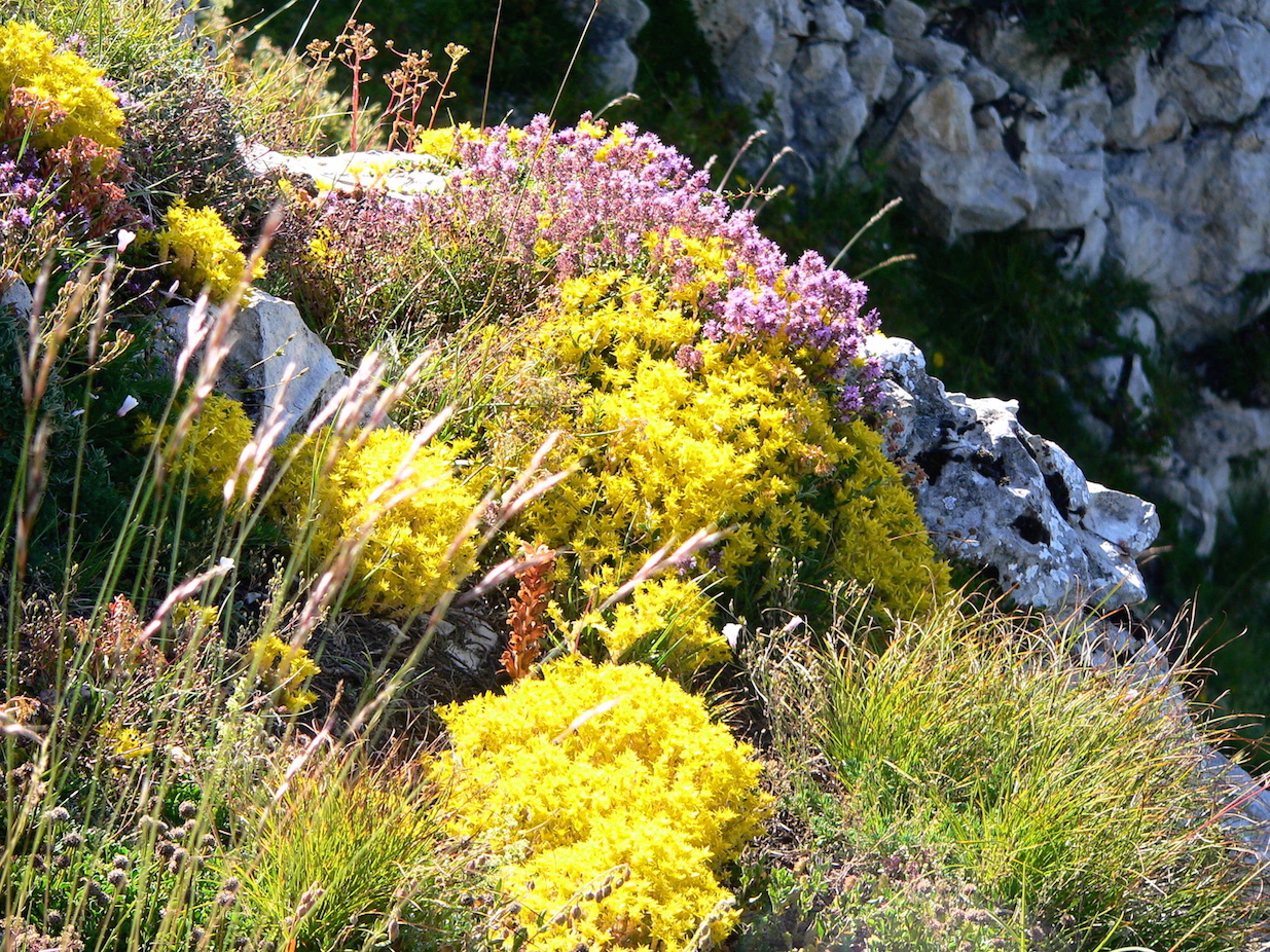 floraison au but de st genix