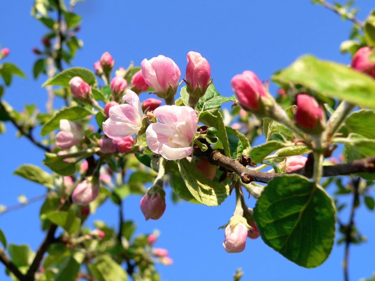 fleurs de pommiers