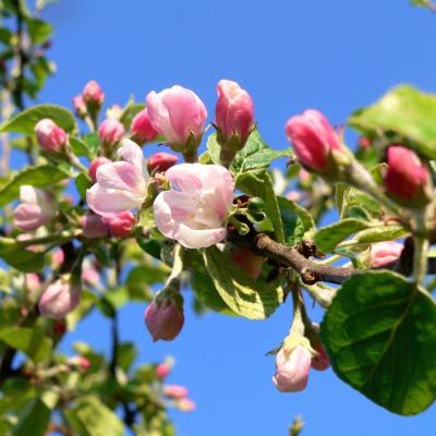 fleurs de pommiers