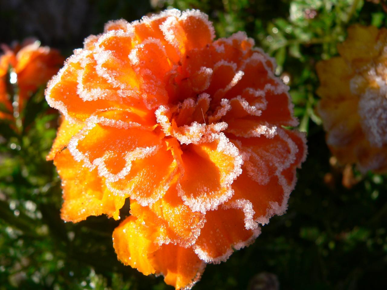 décorée par le givre