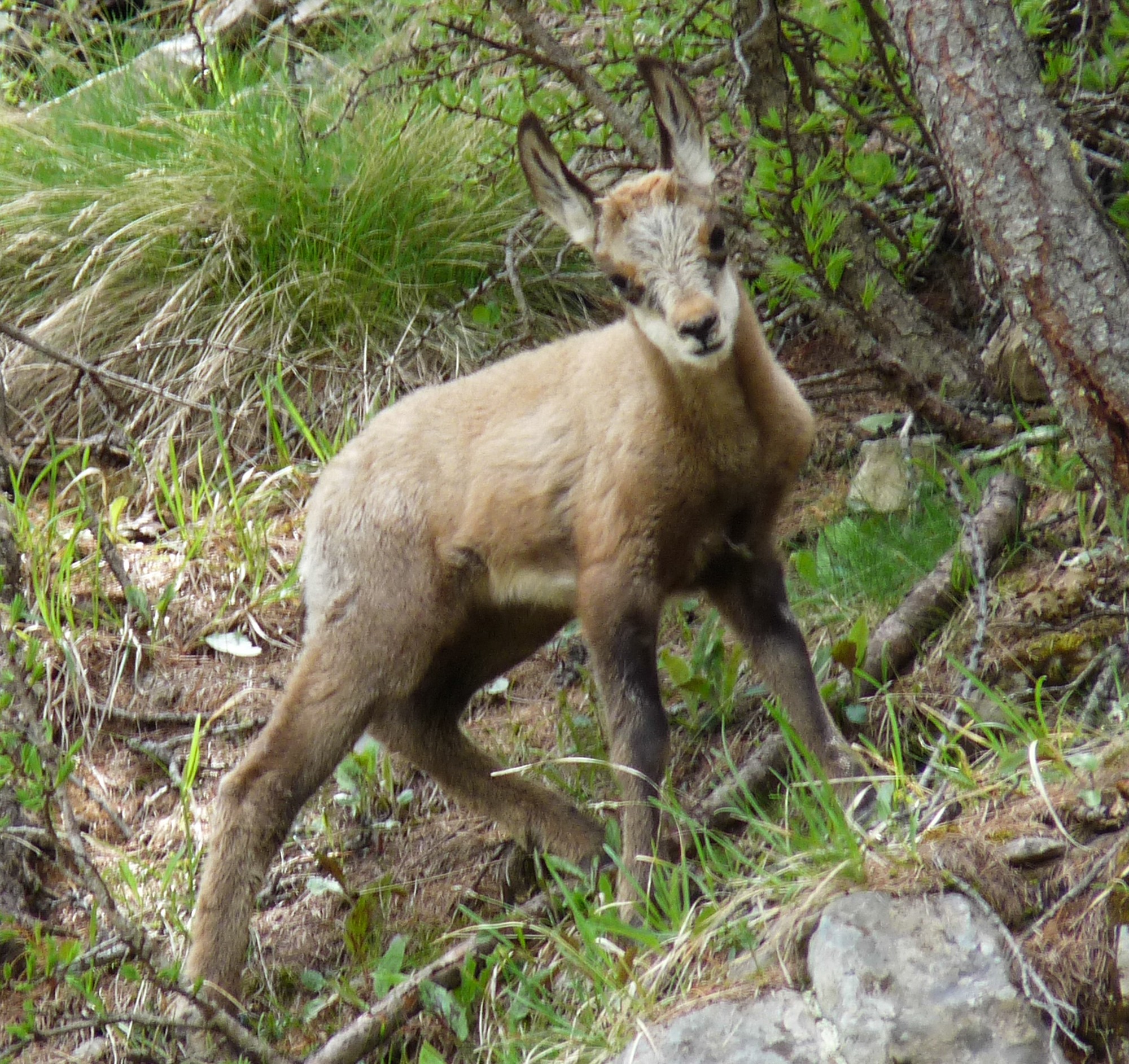 Jeune chamois curieux