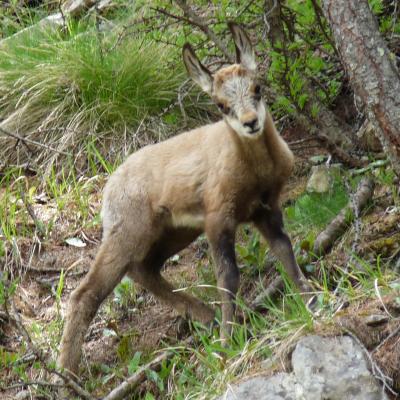 Jeune chamois curieux