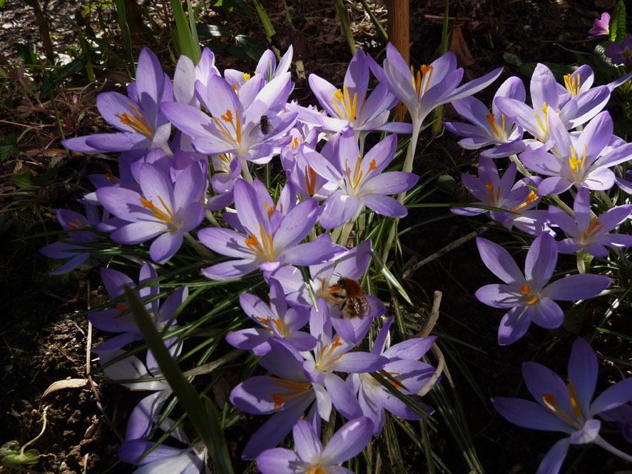 crocus