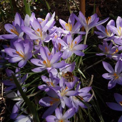 crocus