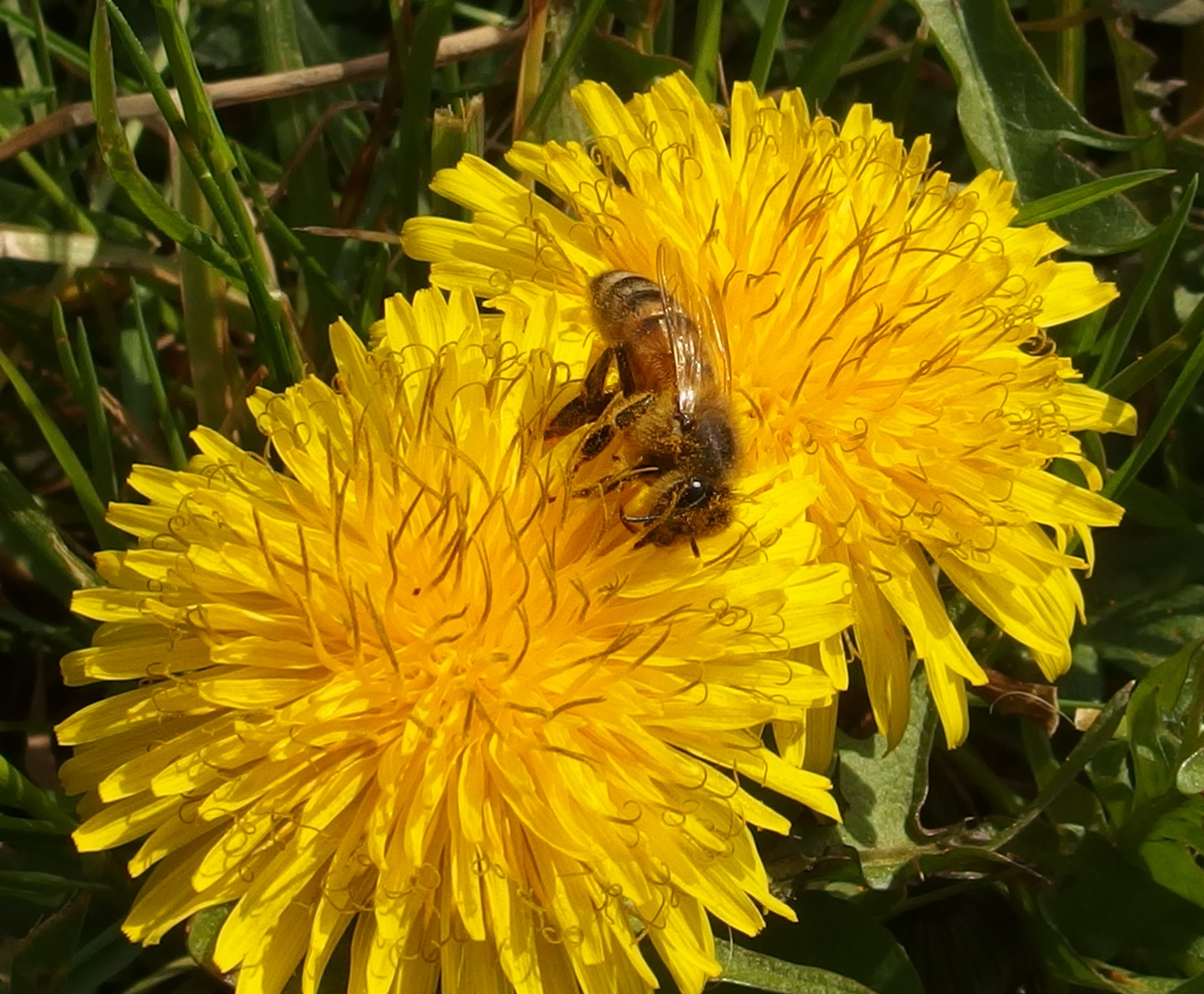 mon premier pollen ! miam miam !