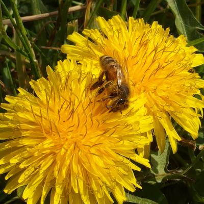 mon premier pollen ! miam miam !