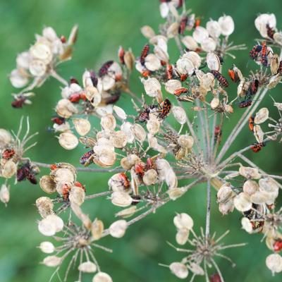 Juvéniles d'Hemiptères sur Apiacée en fruits