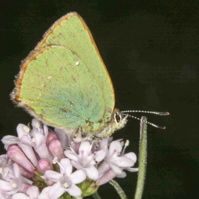 papillon1