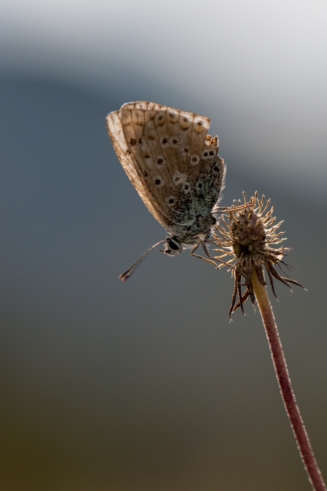 Papillon Vassieux-1