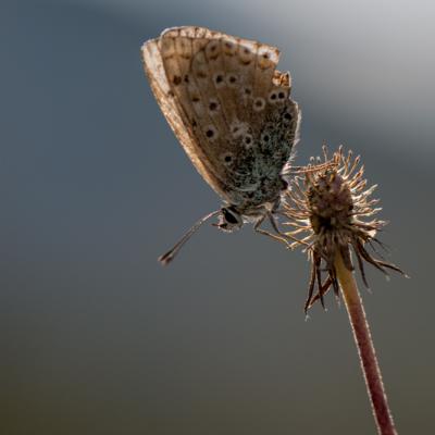 Papillon Vassieux-1