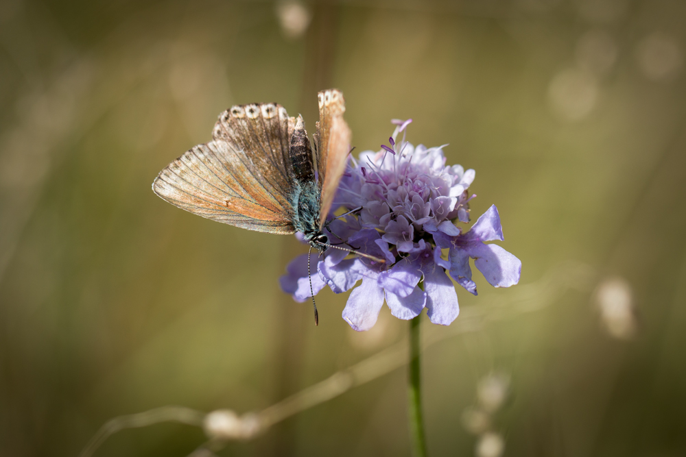 Papillon Vassieux-2