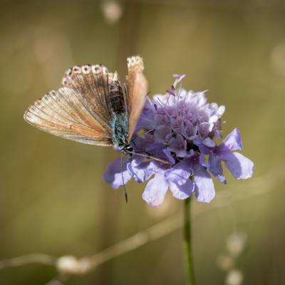 Papillon Vassieux-2