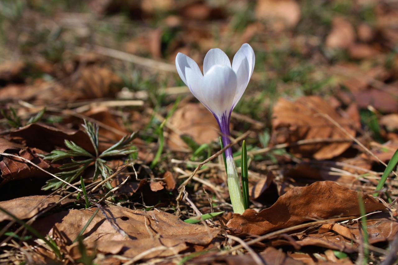 Crocus