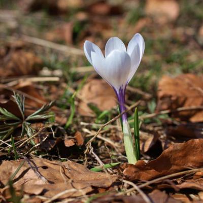 Crocus