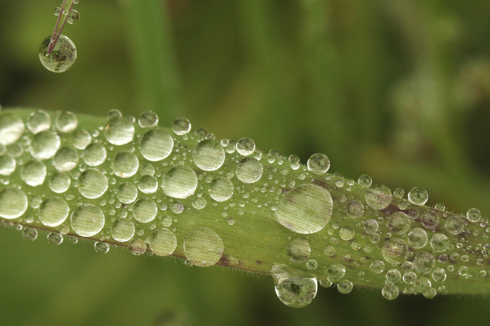 Perle de pluie