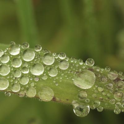 Perle de pluie