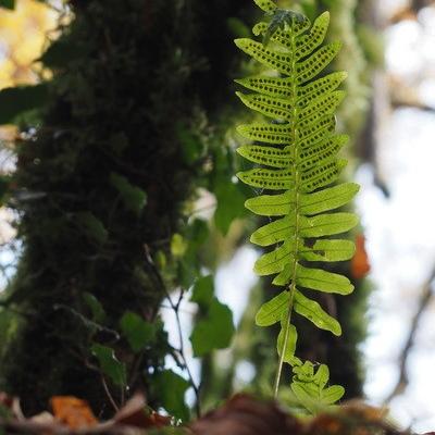 Pierre m fougeres pb250075 1 redimensionner