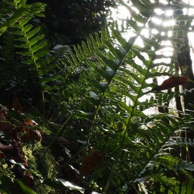 Pierre m fougeres pb250084 1 redimensionner