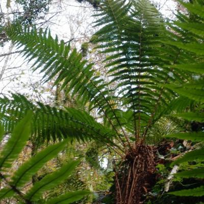 Pierre m fougeres pb250088 1 redimensionner