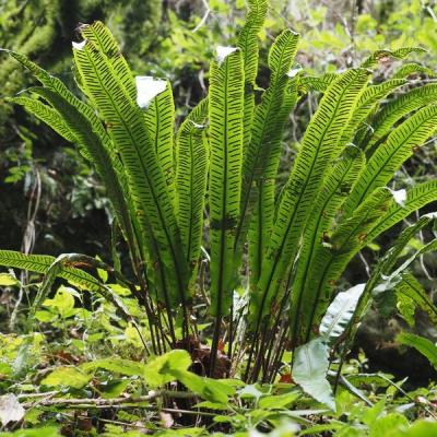 Pierre m fougeres pb250100 1 redimensionner