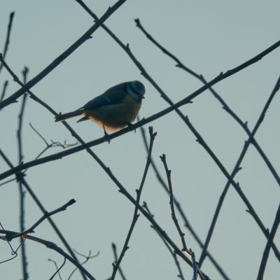 Pierreml contrejour sjr mesangebleue 20250116 rx10