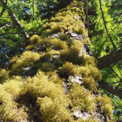 Pierreml lichens letharia vulpina sur meleze 1 