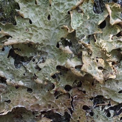 Pierreml lichens lobaria pulmonaria f lente