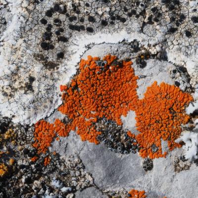 Pierreml lichens p5230072